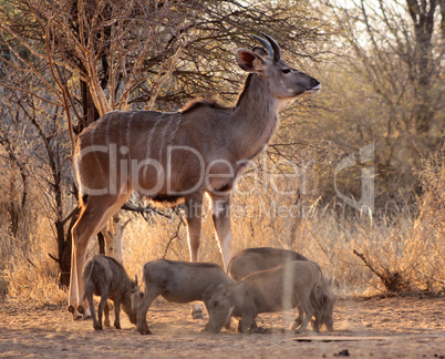 Young Kudu Bull with Warthogs