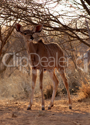 Young Kudu Ewe Foal Under Bushveld Tree