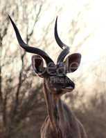 Kudu Bull Portrait