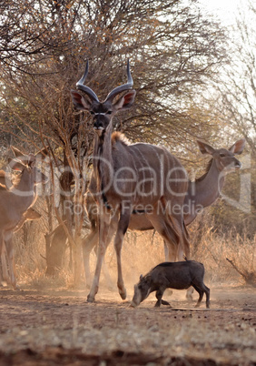 Proud Kudu Bull Guarding Herd
