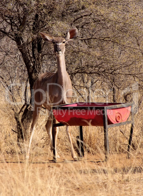 Kudu Ewe at Feeding Pit