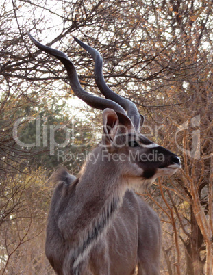 Kudu Looking Sideways