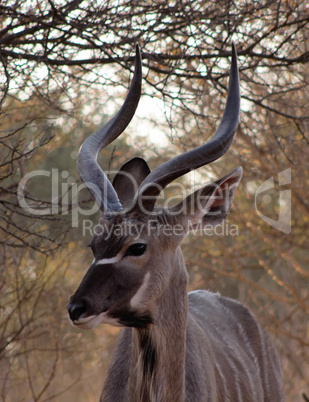 Kudu Under Bushveld Thorn Tree