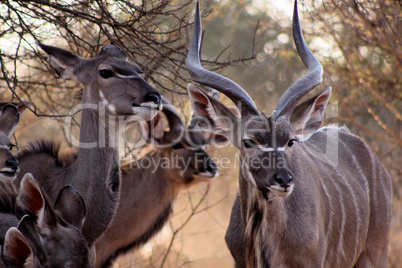 Kudu Family