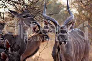 Kudu Family