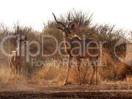 Alert Kudu Bull and Ewe