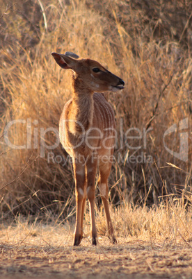 Young Female Njala Standing in Winter Sunset Sun