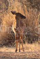 Young Female Njala Standing in Winter Sunset Sun