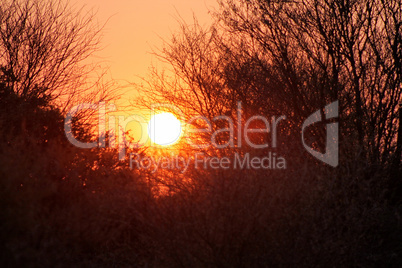 Red Bushveld Sunset