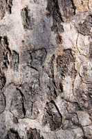 Tree Trunk Background