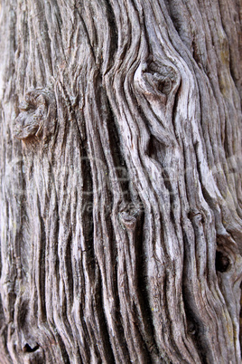 Tree Trunk Background