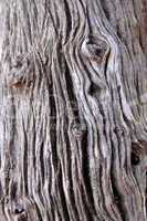 Tree Trunk Background