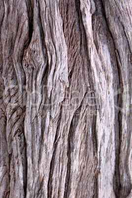 Tree Trunk Background