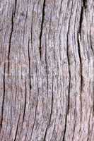 Tree Trunk Background