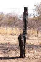 Bushveld Tree Trunk Fence