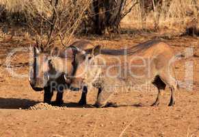 Alert Warthogs Eating Pellets