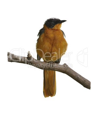 Colorful Bird Colorful Bird