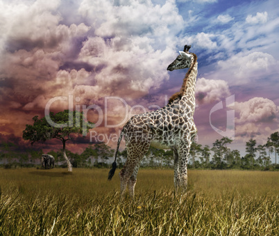 Giraffe At Sunset