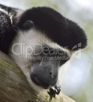 Colobus Monkey