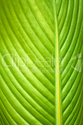 Big leaf macro