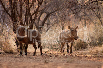 Alert Warthogs Lookout Under Bushveld Trees