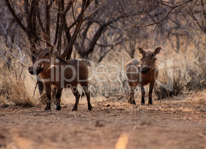 Alert Warthogs Under Bushveld Trees