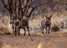 Alert Warthogs Under Bushveld Trees