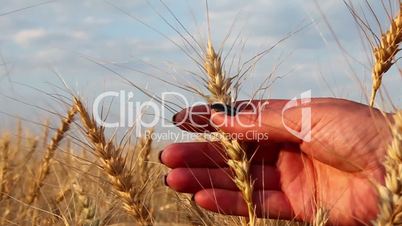 Close up of woman's hand moves and touches the wheat