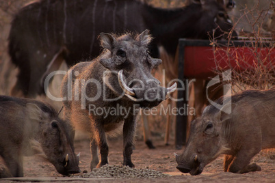 Alert Warthogs Eating Pellets with Guard