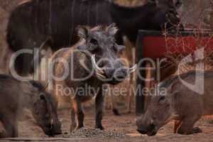 Alert Warthogs Eating Pellets with Guard