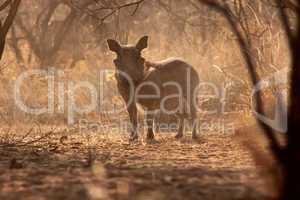 Alert Warthog Male in Dusty Bush