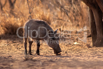 Warthog Piglet