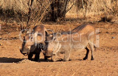 Alert Warthogs Eating Pellets