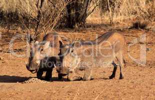 Alert Warthogs Eating Pellets