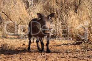 Alert Warthog Male in Clearing