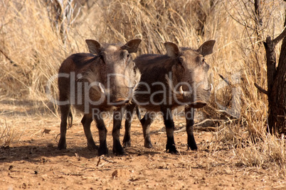 Alert Warthogs Standing Under Bushveld Trees