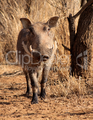 Large Alert Warthog Male