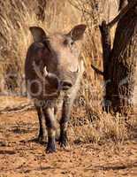 Large Alert Warthog Male