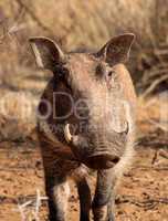 Warthog Male Close-up