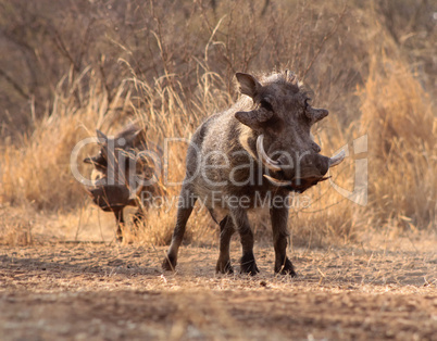 Alert Warthogs Walking Through Bushveld Grass