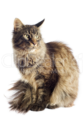 maine coon cat