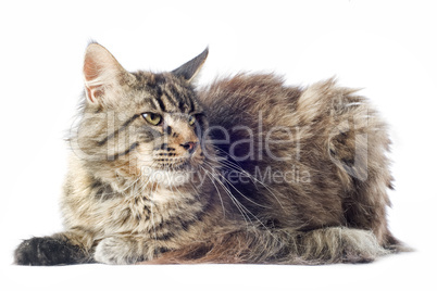 maine coon cat