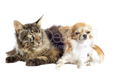 maine coon cat and chihuahua