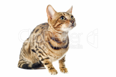 bengal cat