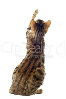 bengal cat bengal cat