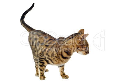 bengal cat