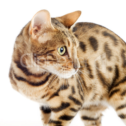 bengal cat