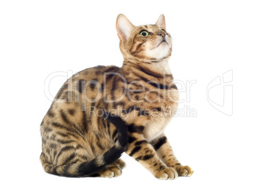 bengal cat