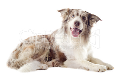 border collie