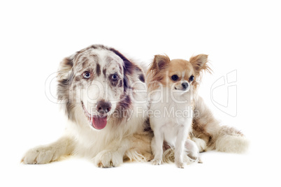 border collie and chihuahua